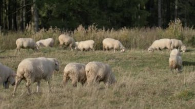 Koyunlar yeşil çayırda ot yer. Doğal güneş ışığı.  
