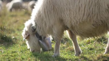 Koyunlar yeşil çayırda ot yer. Doğal güneş ışığı.  