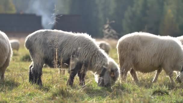 Ovce Jedí Trávu Zelené Louce Přírodní Sluneční Světlo — Stock video
