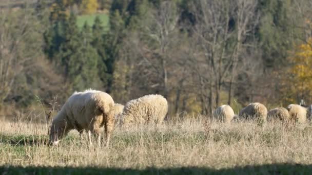 Les Moutons Mangent Herbe Sur Prairie Verte Lumière Naturelle Soleil — Video