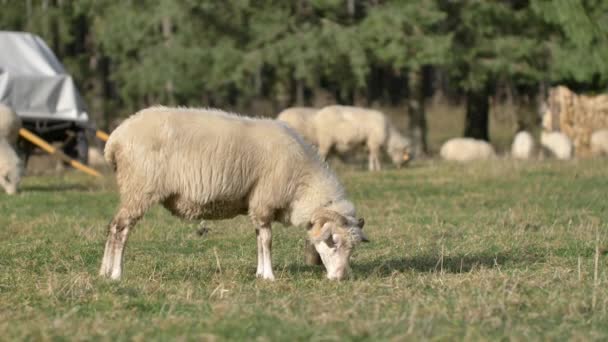 羊在绿色的草地上吃草 自然阳光 — 图库视频影像