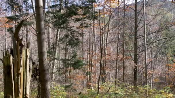Poranek Pięknym Lesie Starymi Wielkimi Drzewami — Wideo stockowe