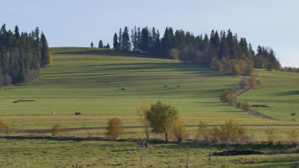 Piękny Krajobraz Gór Lasów Europie — Wideo stockowe