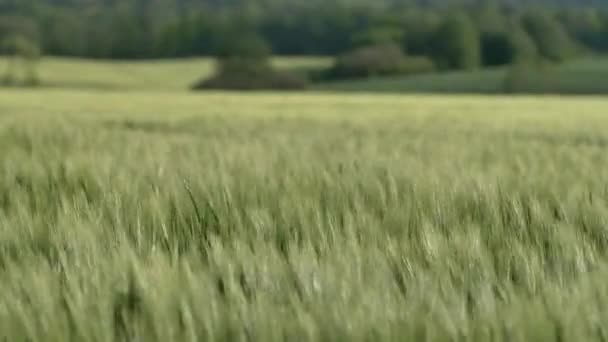 Свежая Пшеница Танцует Ветру — стоковое видео
