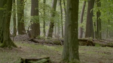 Güzel bir ormanda sabah, yaşlı büyük ağaçlarla.