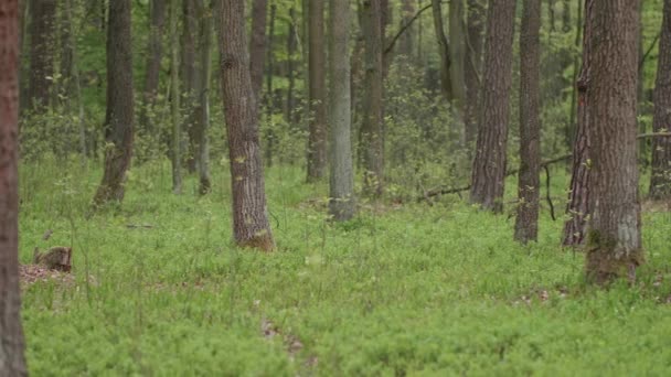 在美丽的树林里 长满了古老的大树 — 图库视频影像