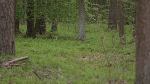 Morning Beautiful Wood Old Great Trees — Stock Video