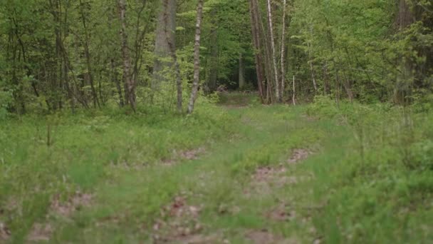 Morgen Schönen Wald Mit Alten Großen Bäumen — Stockvideo