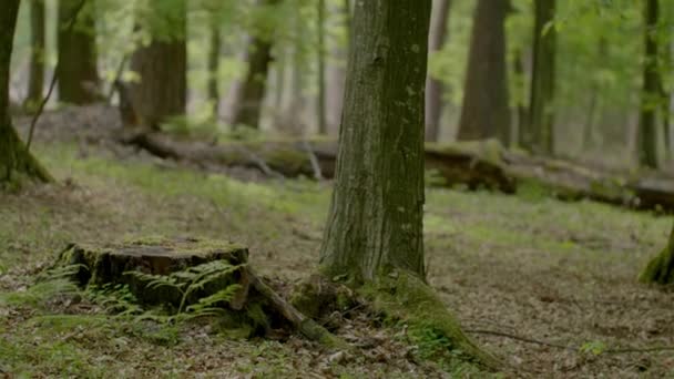 Morgen Schönen Wald Mit Alten Großen Bäumen — Stockvideo