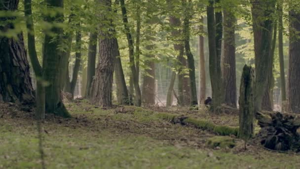 在美丽的树林里 长满了古老的大树 — 图库视频影像
