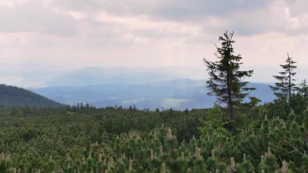 Beskid Zywiecki Polsce Piękny Krajobraz Zielonych Wzgórz Słoneczny Letni Dzień — Wideo stockowe