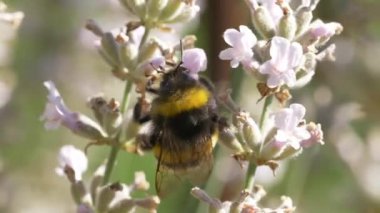 Bumblebee çiçeklerden nektar topluyor..