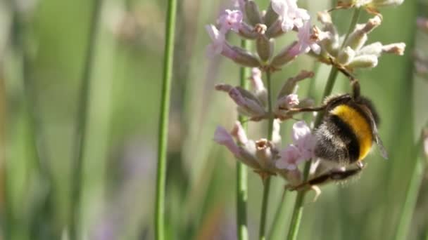 Bumblebee Zbieranie Nektaru Kwiaty — Wideo stockowe