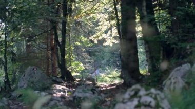 Güzel bir ormanda sabah, yaşlı büyük ağaçlarla.