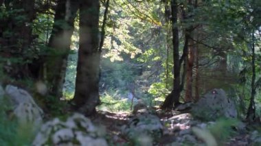 Güzel bir ormanda sabah, yaşlı büyük ağaçlarla.