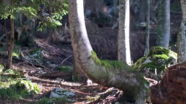 Güzel bir ormanda sabah, yaşlı büyük ağaçlarla.