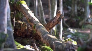 Güzel bir ormanda sabah, yaşlı büyük ağaçlarla.