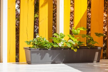 Tencere çilekli tesisleri ile. Çiçek kavramı, botanik ve doğa güzelliği.