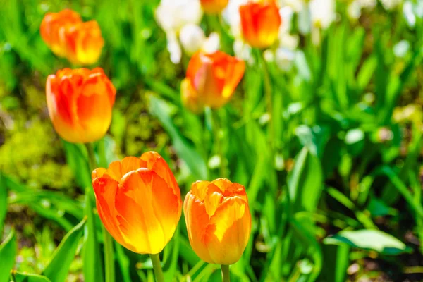 Close up sunny garden full of orange red tulips. Flower breeding concept.