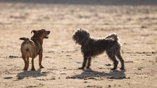 遊び心のある動物 ペットの概念外 砂浜のビーチで一緒に遊ぶ つの雑種犬 晴れた日に屋外撮影 — ストック写真