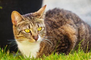 Hayvanlar. Açık Bahçe keyfi, güneşte ısınma kahverengi tekir kedi