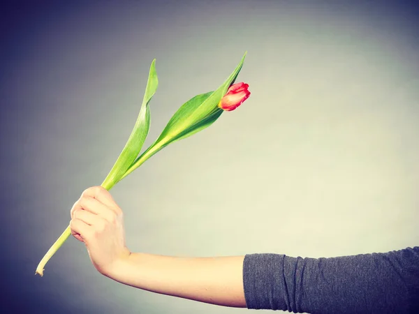 Nature Flora Female Hand Holding Single Red Green Tulip Flower — Stock Photo, Image