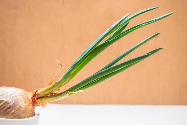 Healthy Edible Plant Onion Bulb Chives Fresh Sprout Vegetable Food — Stock Photo, Image