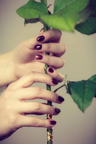 Weltfrauentag Oder Muttertag Weibliche Hände Nägel Maniküre Hält Weiße Rose — Stockfoto