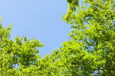 Güneşli bir günde yeşil ağaç yaprakları ve açık mavi gökyüzü. Doğal arkaplan.