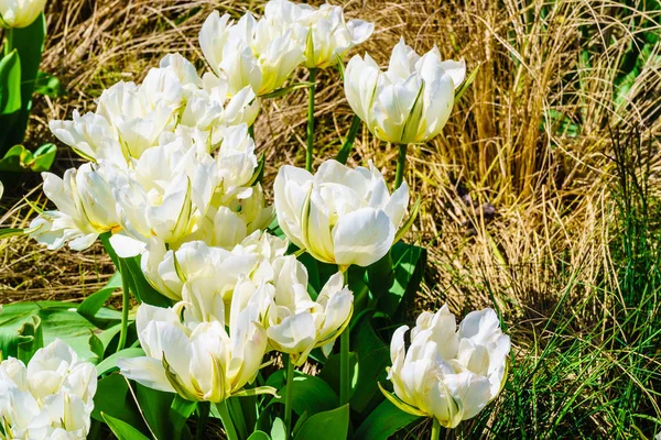 Close Beautiful White Flowers Floral Garden Beauty Nature Concept — Stock Photo, Image