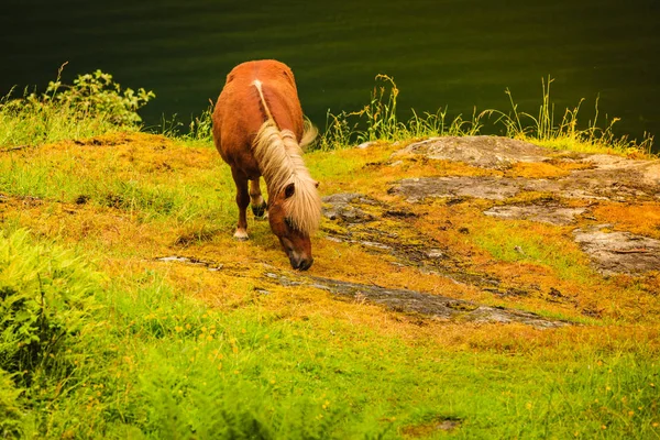 Cheval Dans Prairie Scène Campagne Tranquille — Photo