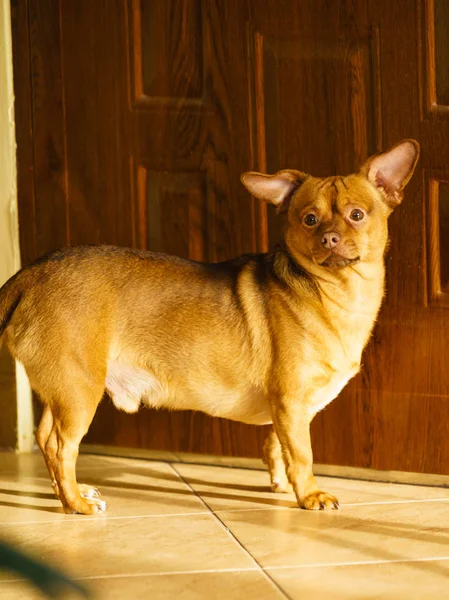 Pequeno Dachshund Puro Longo Encorpado Curto Cão Sentado Relaxante Arrepiante — Fotografia de Stock