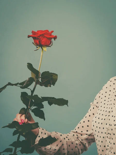 Hediyeler Aşk Sembolleri Tarih Sevgililer Günü Kırmızı Tek Gül Çiçek — Stok fotoğraf