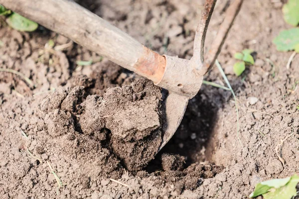 Trabalho Verão Jardim Closeup Mulher Replantio Planta Mãos Femininas Detém — Fotografia de Stock