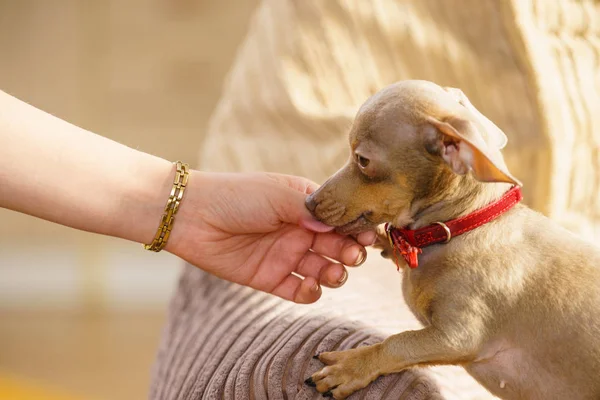 Liten Pinscher Ratter Prazsky Krysarik Renrasiga Liten Hund Sitter Avkopplande — Stockfoto