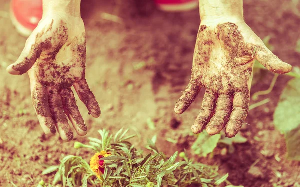 Summer Work Garden Woman Replanting Marigold Flowers Plants Showing Dirty — Stock Photo, Image