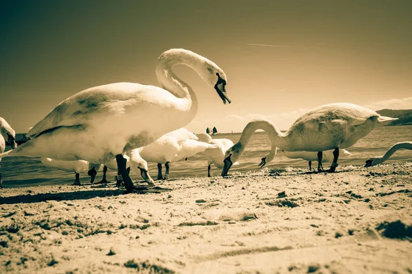 Cisnes Andando Praia Areia Durante Tempo Ensolarado Verão Animais Pássaros — Fotografia de Stock