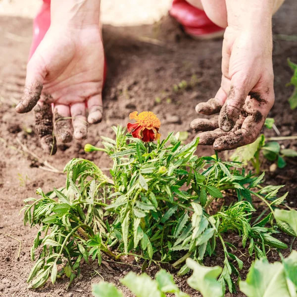 Musim Panas Bekerja Kebun Wanita Menanam Bunga Marigold Menunjukkan Tangan — Stok Foto