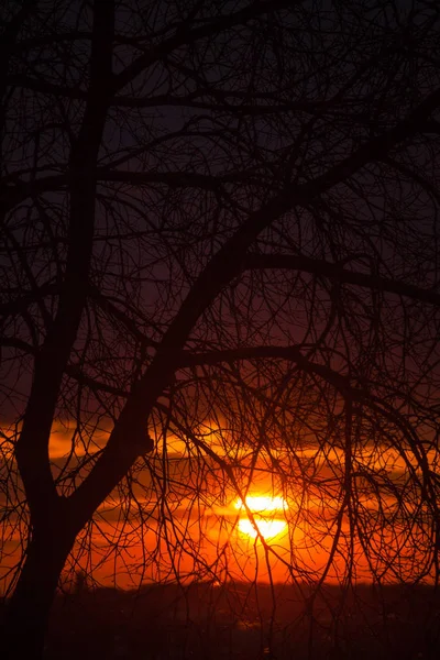 木の枝とバック グラウンドでも真っ赤な夕日 — ストック写真