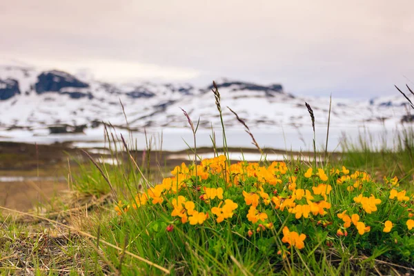 Norvég Festői Hegyek Táj Sárga Tavaszi Virágok Elöl Háttérben Hóval — Stock Fotó