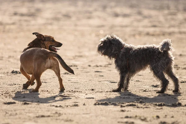 遊び心のある動物 ペットの概念外 砂浜のビーチで一緒に遊ぶ つの雑種犬 晴れた日に屋外撮影 — ストック写真