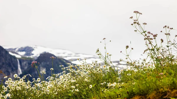 Norvég Festői Hegyek Táj Első Tavaszi Virágok Hegyek Hegyek Vízesés — Stock Fotó
