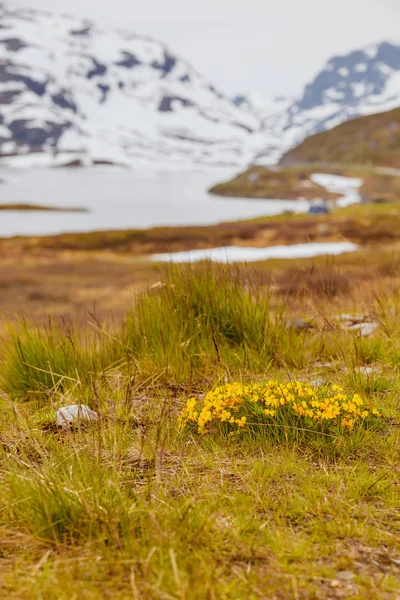 Norwegische Malerische Berglandschaft Gelbe Frühlingsblumen Vor Und Schneebedeckte Hügel Hintergrund — Stockfoto