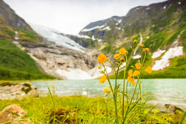 Boyabreen Glacier Paysage Lacustre Dans Région Fjaerland Municipalité Sogndal Dans — Photo