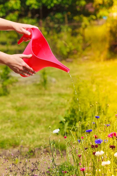 Jardinería Mujer Trabajando Jardín Del Patio Trasero Manos Femeninas Sosteniendo — Foto de Stock