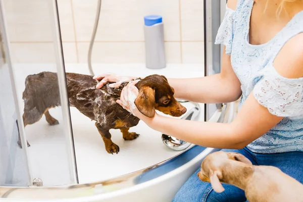 Mulher Cuidar Seu Cãozinho Lavagem Feminina Dachshund Limpeza Sob Chuveiro — Fotografia de Stock