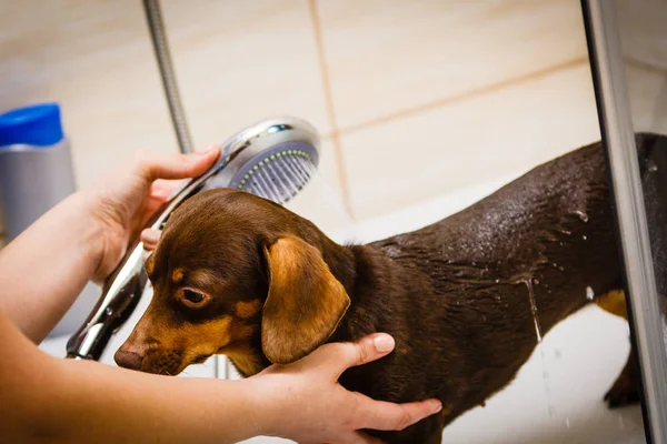 Wanita Yang Merawat Anjing Kecilnya Cuci Perempuan Membersihkan Dachshund Bawah — Stok Foto