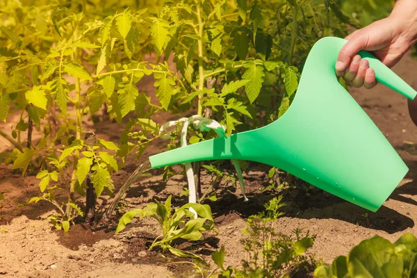 Berkebun Manusia Hahd Memegang Air Hijau Dapat Menyiram Tanaman Tomat — Stok Foto