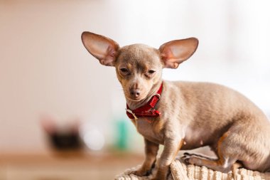 Küçük pinscher ratter prazsky krisarik safkan küçük köpek rahatlayıp kanepede dinleniyor..