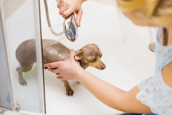 Wanita Yang Merawat Anjing Kecilnya Cuci Perempuan Membersihkan Pinscher Ratter — Stok Foto